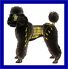 Click here for more detailed Poodle breed information and available puppies, studs dogs, clubs and forums